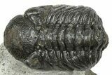 Bargain, Austerops Trilobite - Ofaten, Morocco #372446-2